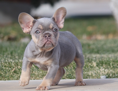 lilac tri french bulldog