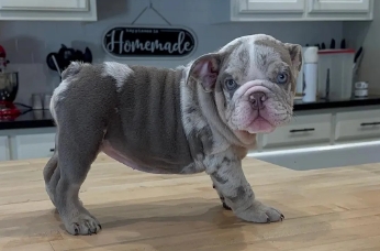 lilac merle english bulldog