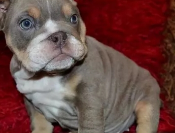 lilac english bulldog price