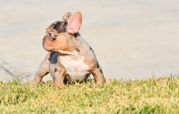 rojo french bulldog