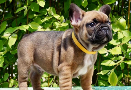 red sable french bulldog