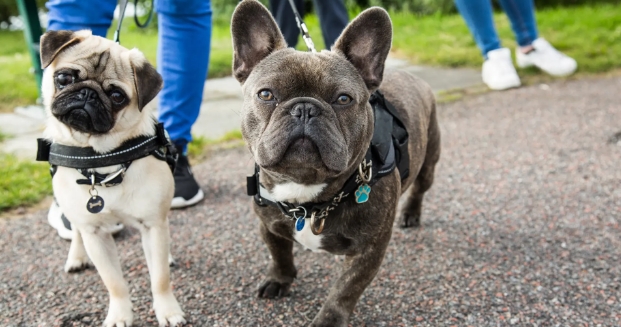 pug french bulldog