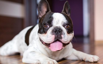 piebald french bulldog