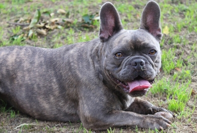 old french bulldog