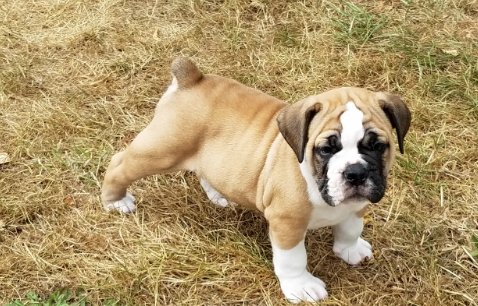 mini olde english bulldog