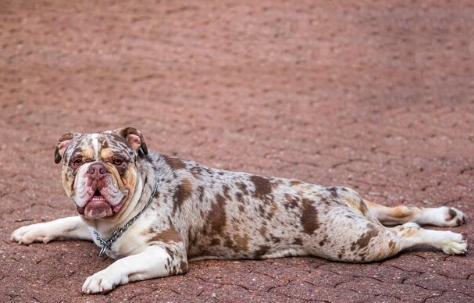 merle olde english bulldog