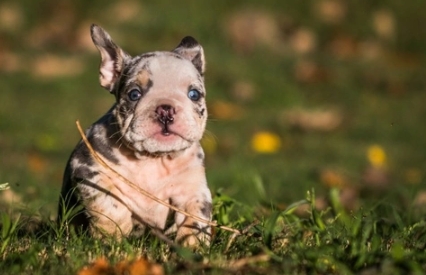 lilac tri merle english bulldog price