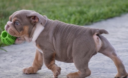 lilac tri english bulldog