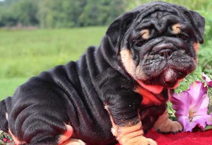 lilac and tan english bulldog