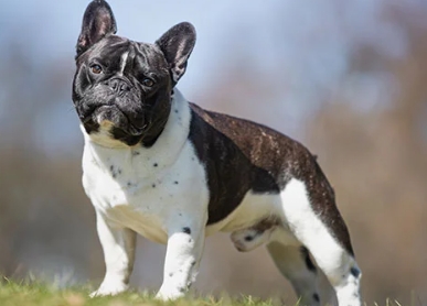 large french bulldog