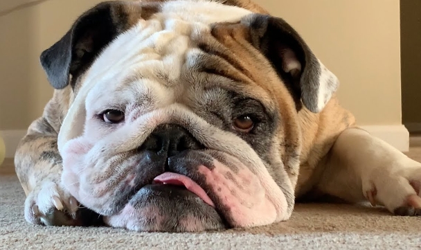 reuben the bulldog