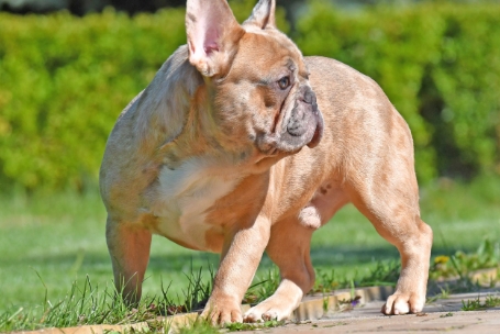 red merle french bulldog