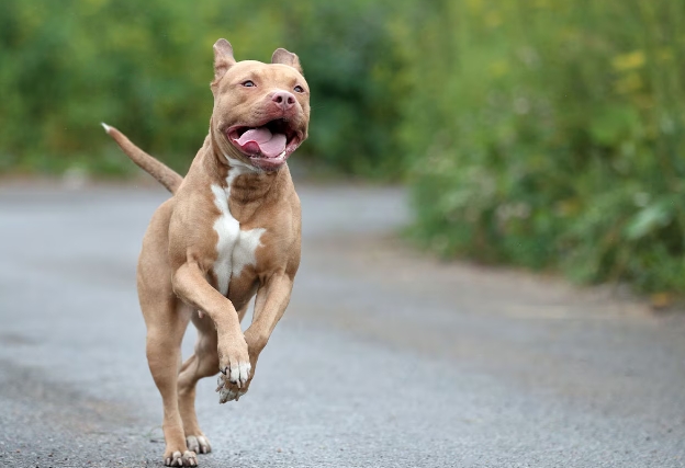 pit bull dog price