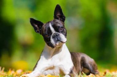 olde boston bulldogge