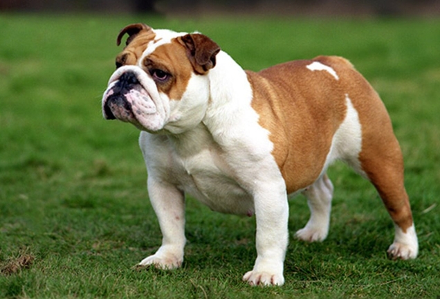 original british bulldog