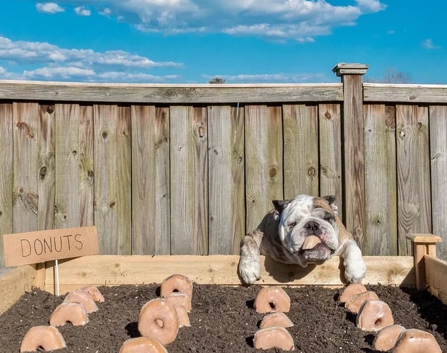 reuben bulldog