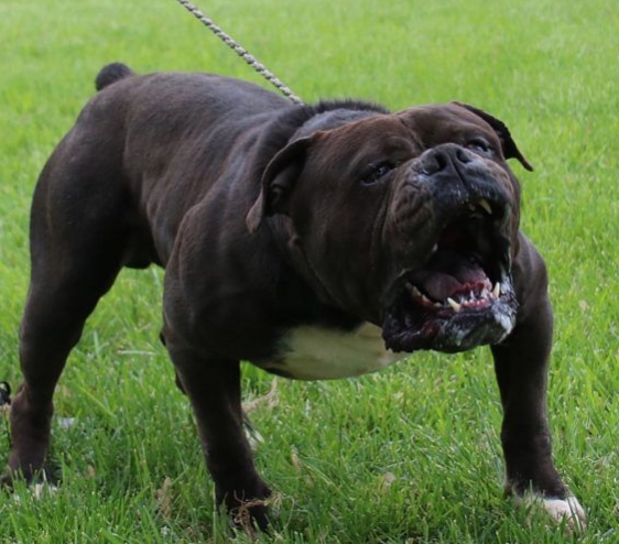 scary bulldog - pechstrauma