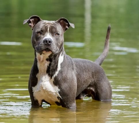 staffordshire bulldog