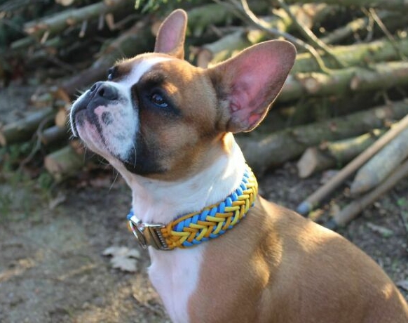 retro french bulldog