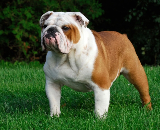 short bulldog