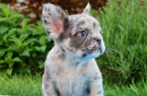 visual fluffy french bulldog