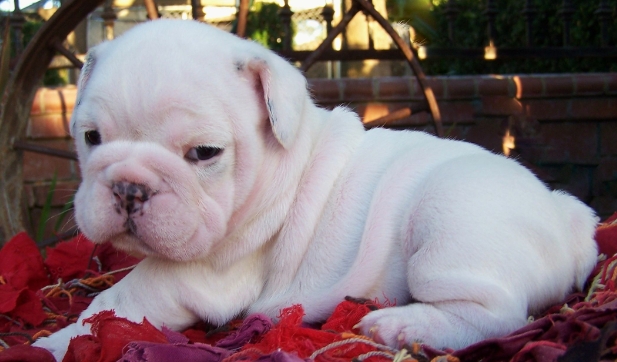 white bulldog puppy