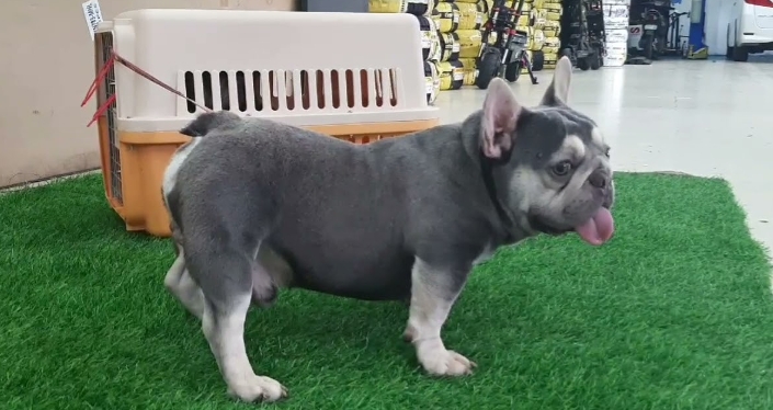 tri french bulldog