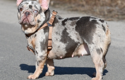 tan merle french bulldog