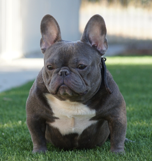 xl french bulldog