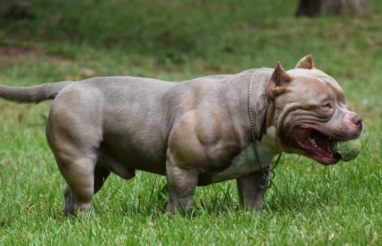 xl bull dog