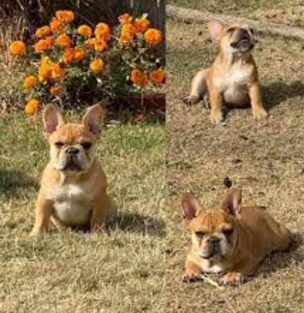 urajiro french bulldog