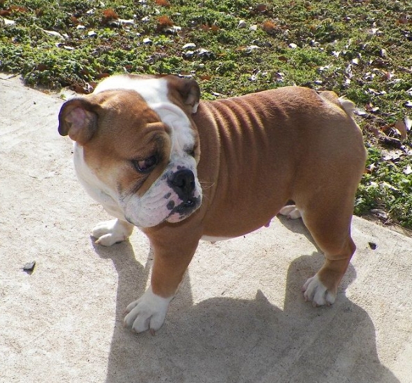 tiny bulldog