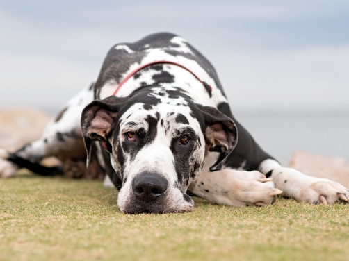 Great Dane Behaviour