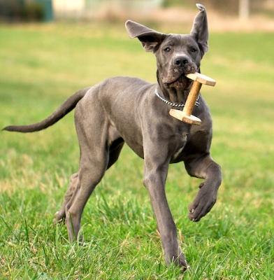 Great Dane Behaviour