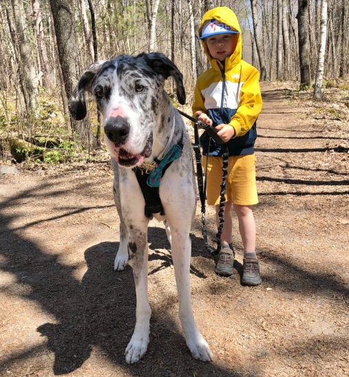 Great Dane Behaviour