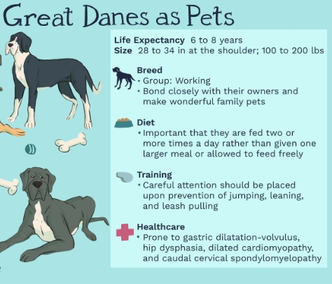 Great Dane Habitat