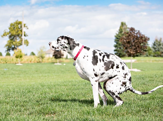 Great Dane Habitat