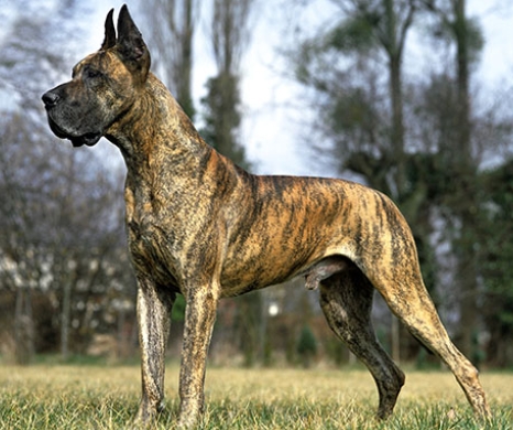 Great Dane Animal