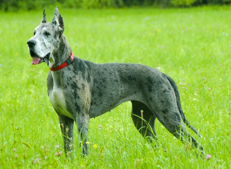 Great Dane Animal