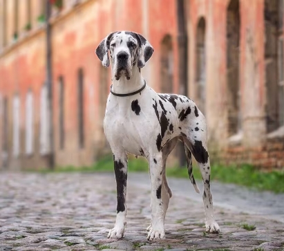 Great Dane Animal