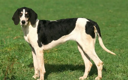 French White and Black Hound