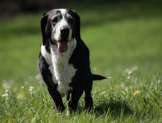 French White and Black Hound