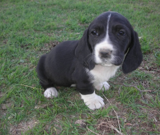 French White and Black Hound