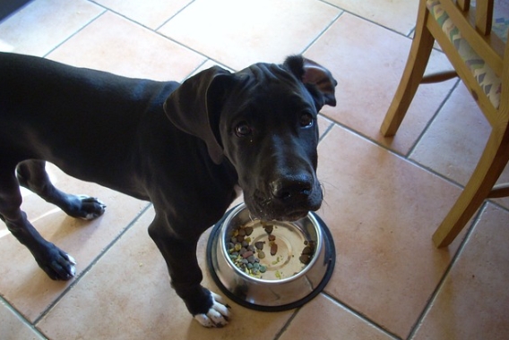 great dane dog diet