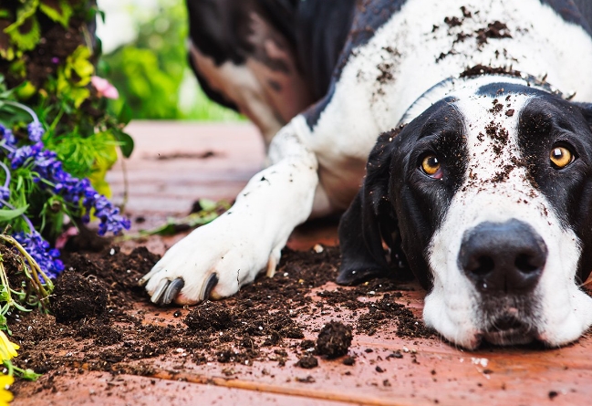 great dane dog diet