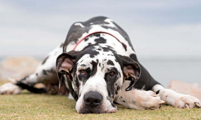 great dane health