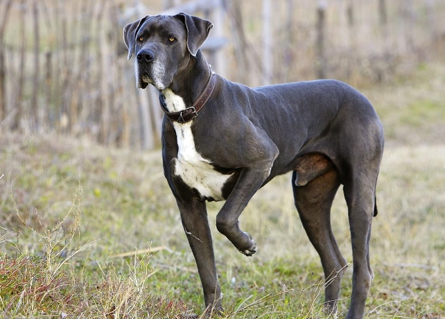 great dane health