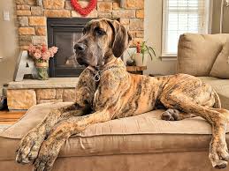 Great Dane Couch