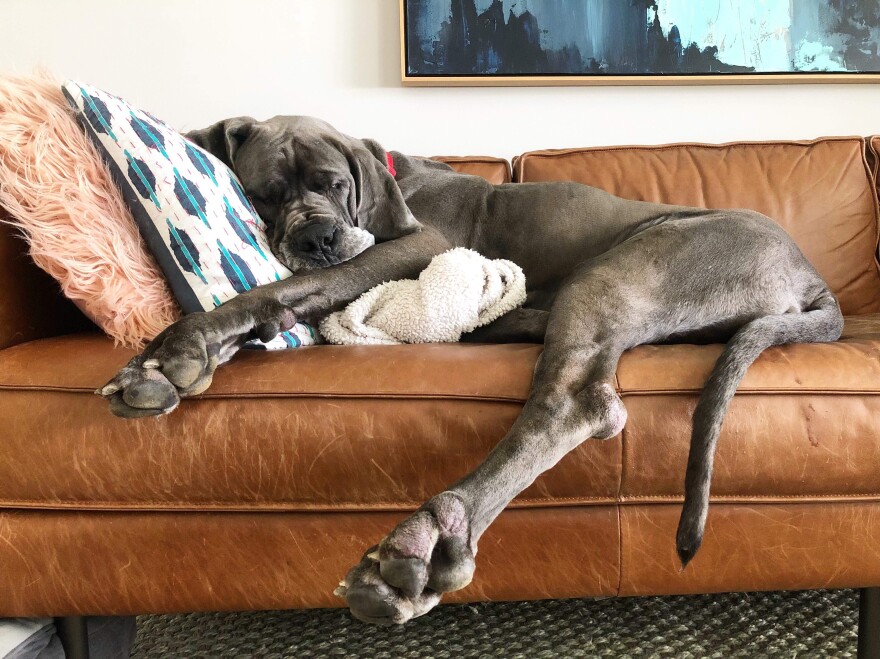 Great Dane Couch